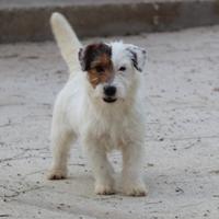 Cucciola Jack russell terrier broken