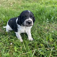 Cuccioli di epagneul Breton