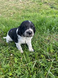 Cuccioli di epagneul Breton