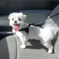 Cane Maltese