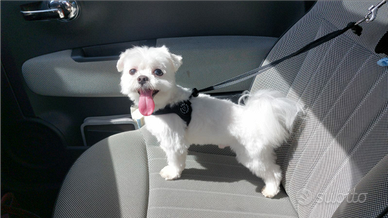 Cane Maltese