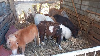 Pony e mini pony