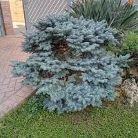 Pino nano del Colorado