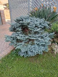 Pino nano del Colorado