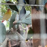 Inseparabili Roseicollis