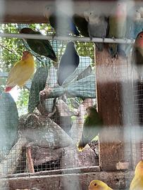 Inseparabili Roseicollis