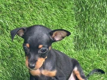 Pinscher