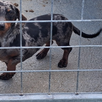 Bassotto arlecchino silver femmina di 16 mesi