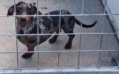 Bassotto arlecchino silver femmina di 16 mesi