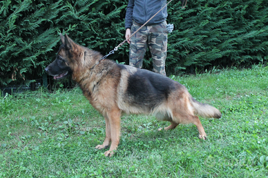 Pastore tedesco femmina