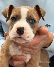 Amstaff