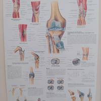 tavole e libri anatomia massoterapia