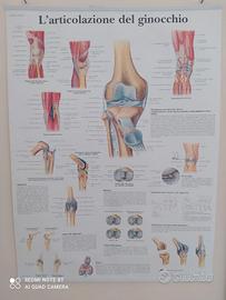 tavole e libri anatomia massoterapia