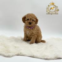 Esclusiva Barboncina Toy Red