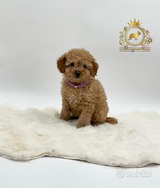 Esclusiva Barboncina Toy Red