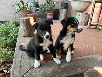 Cuccioli di Border Collie alta linea di sangue