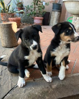 Cuccioli di Border Collie alta linea di sangue