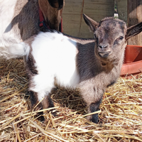 Capretto nano tibetano