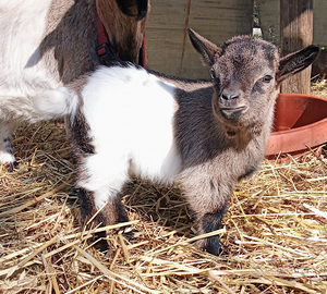Capretto nano tibetano