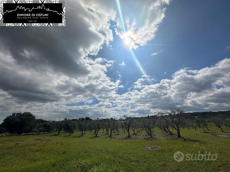 ULIVETO 4200mq in VALLE D'ITRIA - POSSIBILITA' ED - Vista 2