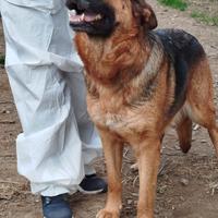 Pastore tedesco femmina