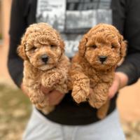 Barboncino champagne marroncino chiaro 80 giorni