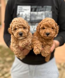 Barboncino champagne marroncino chiaro 80 giorni