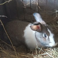 Conigli da riproduzione