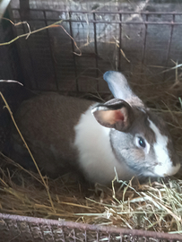 Conigli da riproduzione