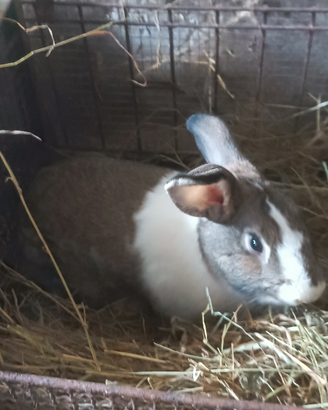 Conigli da riproduzione