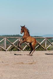 Puledro Stallone PRE (Pura Raza Espanola)