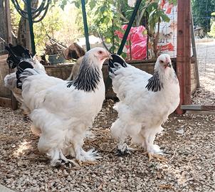 brahma 