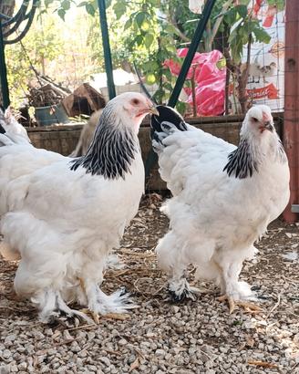brahma 
