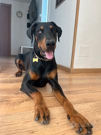 Dobermann maschio X Monta