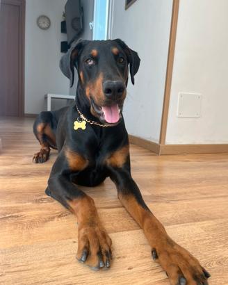 Dobermann maschio X Monta