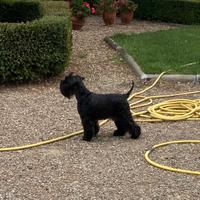 Mini schnauzer femmina nera alta genealogia