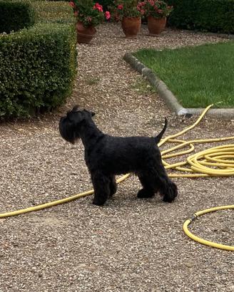 Mini schnauzer femmina nera alta genealogia