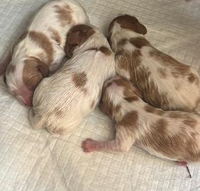 Cavalier King Charles maschi e femmine