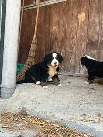 Cuccioli Bovaro Del Bernese