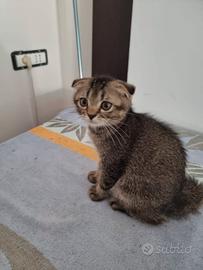 Gattini