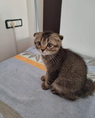 Gattini