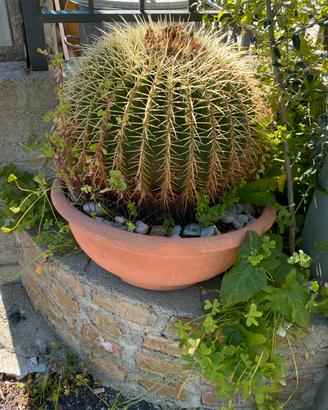 Cuscino della suocera