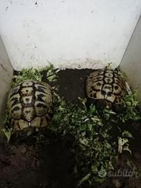 Tartarughe di terra