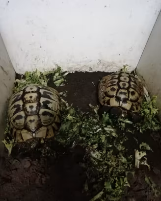 Tartarughe di terra