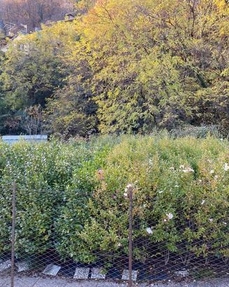 Piante di camelie 🌸