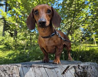 BASSOTTI FULVO 4Kg E ARLECCHINO PEDIGREE X MONTA