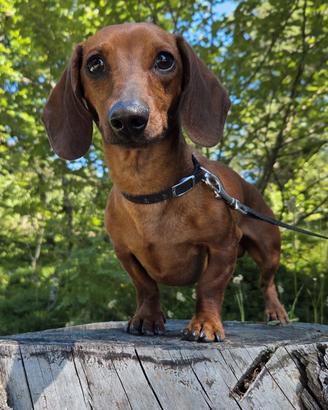 BASSOTTI FULVO 4Kg E ARLECCHINO PEDIGREE X MONTA