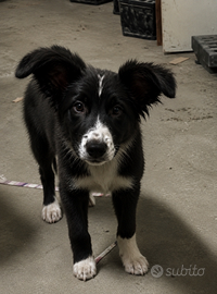 Cuccioli border collie
