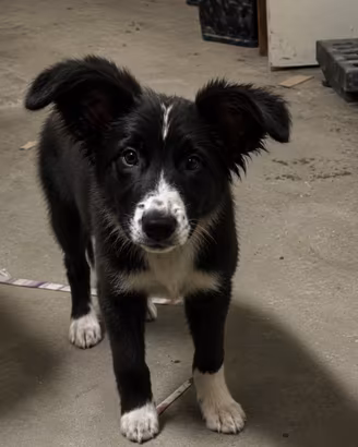 Cuccioli border collie