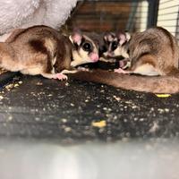 Petauro dello zucchero